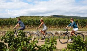 Cycling in vineyards